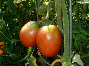 Kalman Brattman's favorite tomato